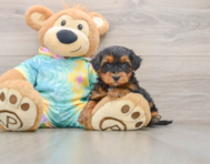 5 week old Yorkie Poo Puppy For Sale - Windy City Pups
