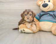 8 week old Yorkie Poo Puppy For Sale - Windy City Pups