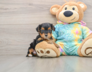 5 week old Yorkie Poo Puppy For Sale - Windy City Pups