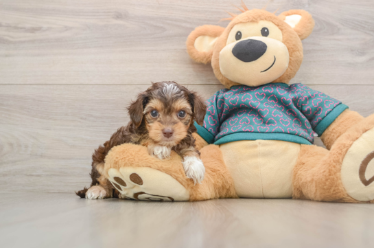 Smart Yorkie Poo Poodle Mix Pup