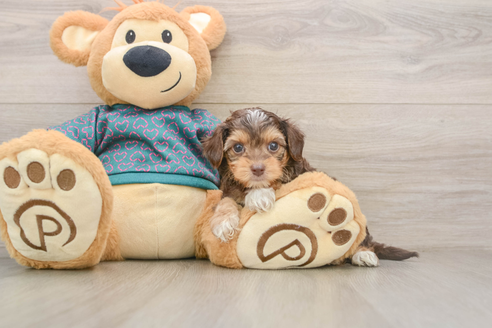Happy Yorkie Poo Baby