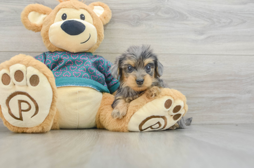 7 week old Yorkie Poo Puppy For Sale - Windy City Pups