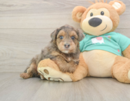 6 week old Yorkie Poo Puppy For Sale - Windy City Pups