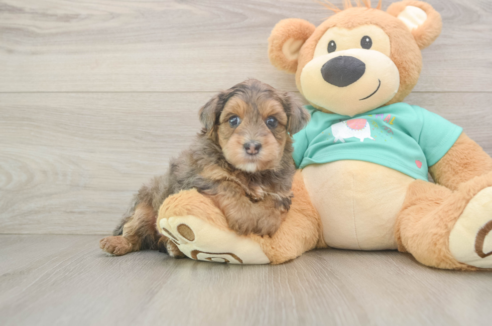 5 week old Yorkie Poo Puppy For Sale - Windy City Pups