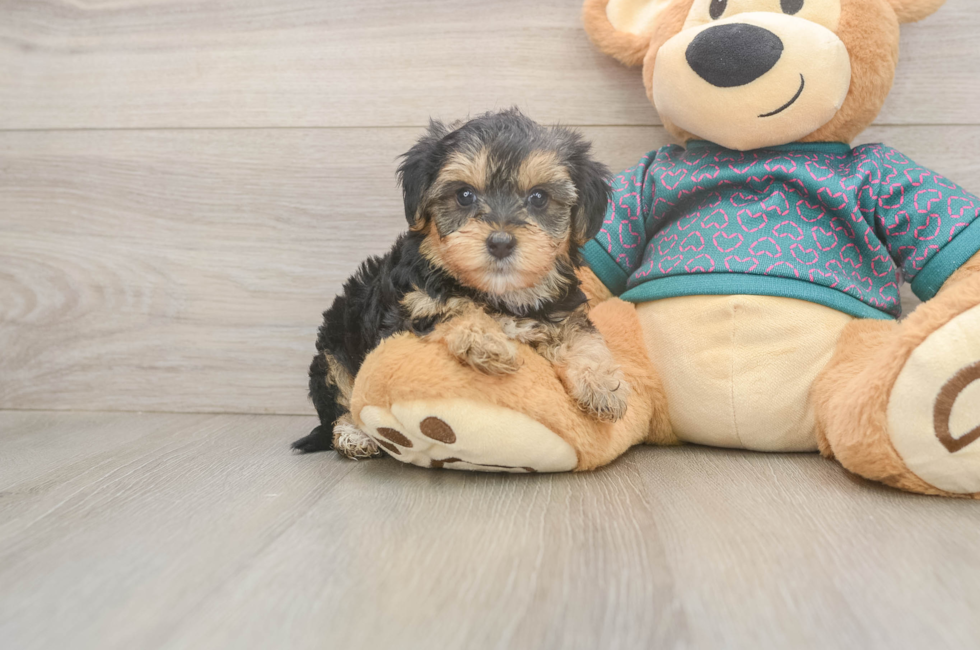 5 week old Yorkie Poo Puppy For Sale - Windy City Pups