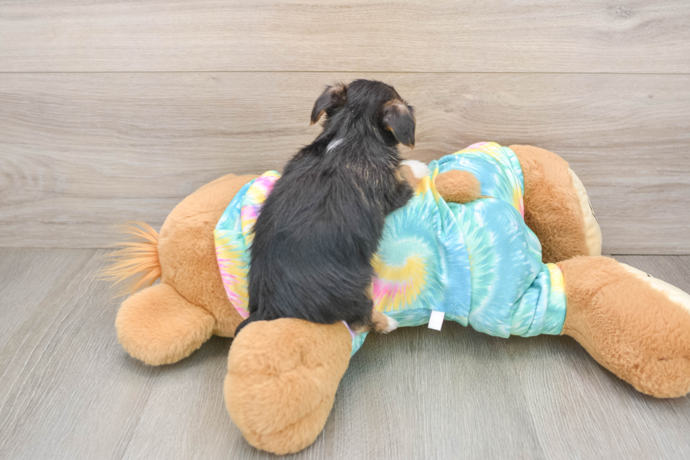 Yorkie Poo Pup Being Cute