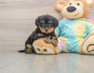8 week old Yorkie Poo Puppy For Sale - Windy City Pups