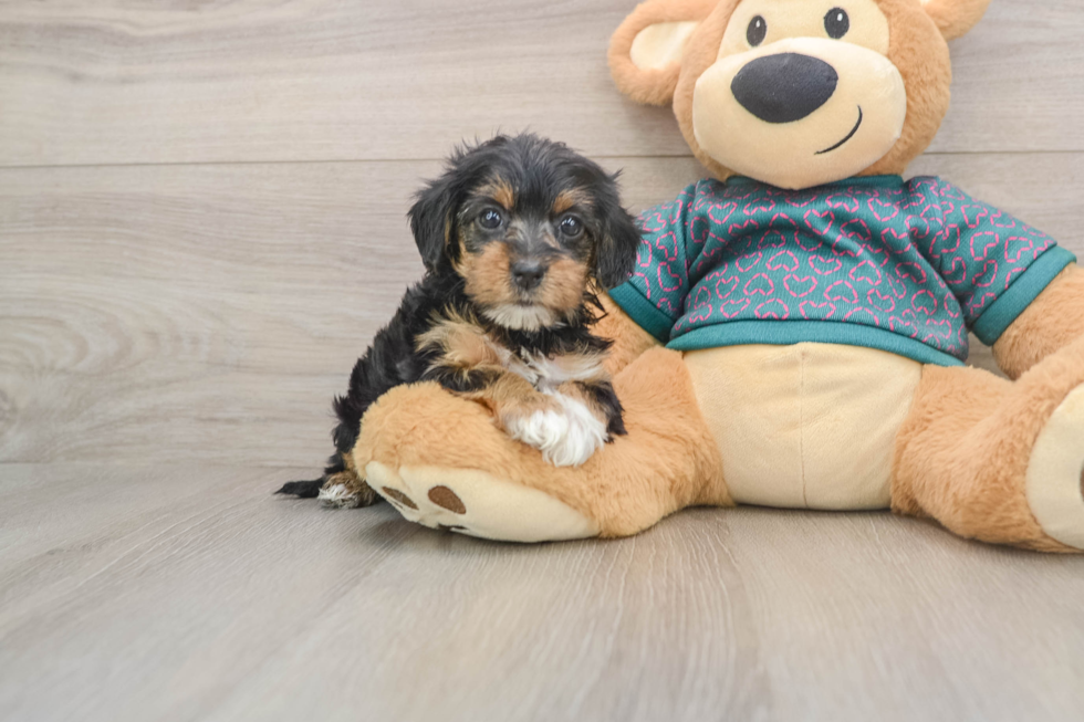 Cute Yorkie Poo Baby