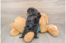 Smart Yorkie Poo Poodle Mix Pup