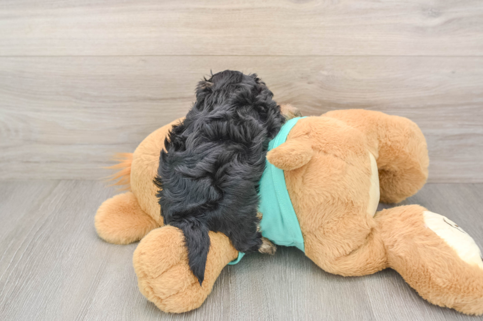 Fluffy Yorkie Poo Poodle Mix Pup