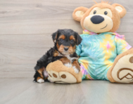 6 week old Yorkie Poo Puppy For Sale - Windy City Pups