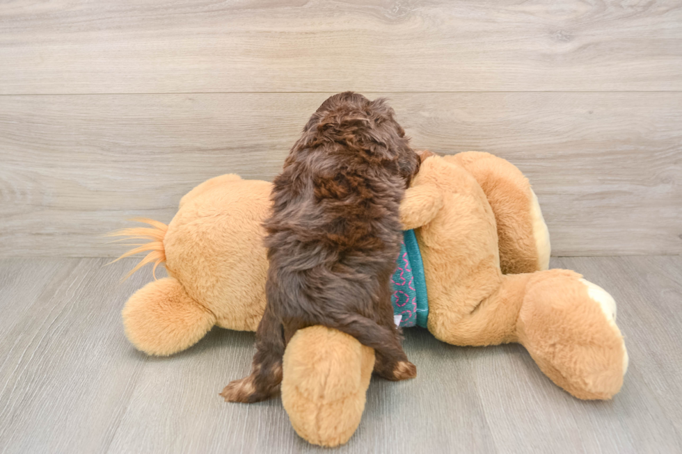 Best Yorkie Poo Baby