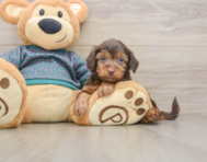 7 week old Yorkie Poo Puppy For Sale - Windy City Pups