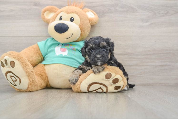 Hypoallergenic Yorkie Doodle Poodle Mix Puppy