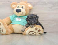 9 week old Yorkie Poo Puppy For Sale - Windy City Pups