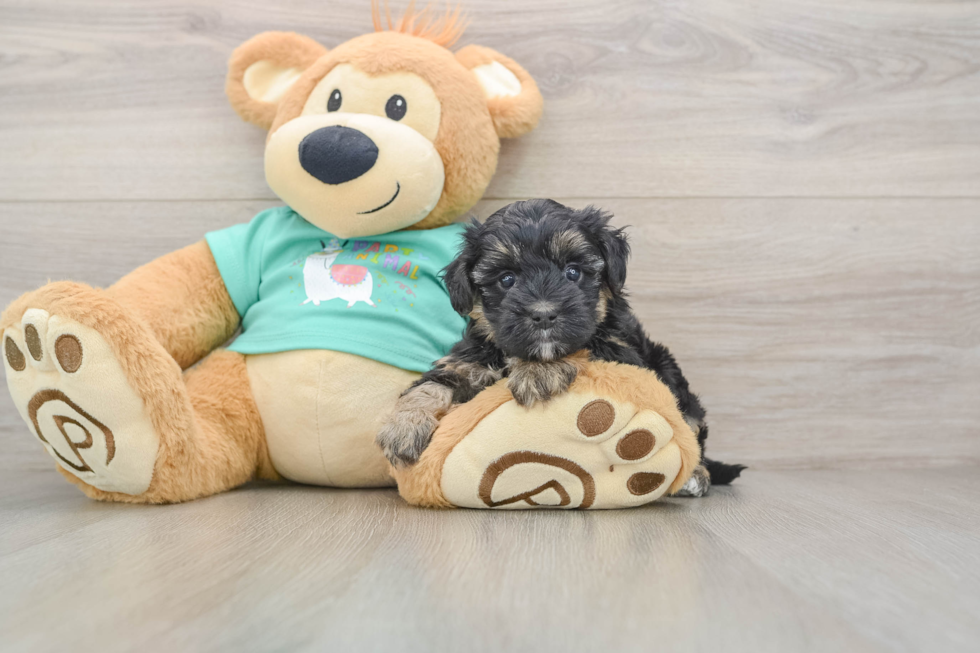 Hypoallergenic Yorkie Doodle Poodle Mix Puppy