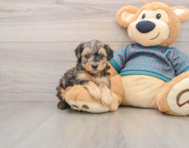 8 week old Yorkie Poo Puppy For Sale - Windy City Pups