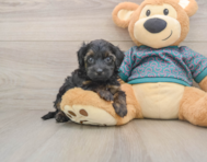 7 week old Yorkie Poo Puppy For Sale - Windy City Pups