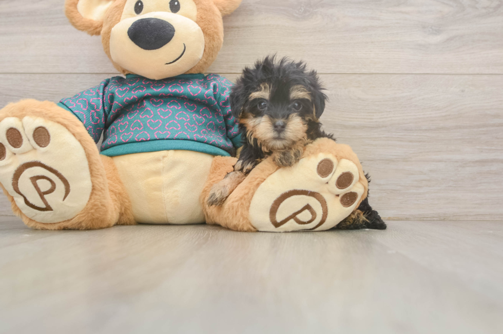 5 week old Yorkie Poo Puppy For Sale - Windy City Pups
