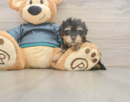 8 week old Yorkie Poo Puppy For Sale - Windy City Pups 8 week old Yorkie Poo Puppy For Sale - Windy City Pups