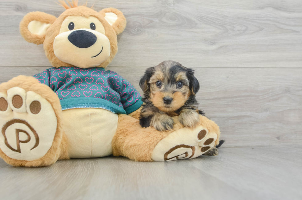 7 week old Yorkie Poo Puppy For Sale - Windy City Pups