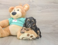 6 week old Yorkie Poo Puppy For Sale - Windy City Pups
