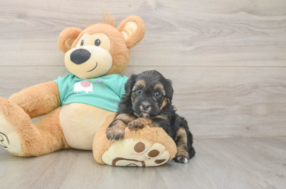 5 week old Yorkie Poo Puppy For Sale - Windy City Pups