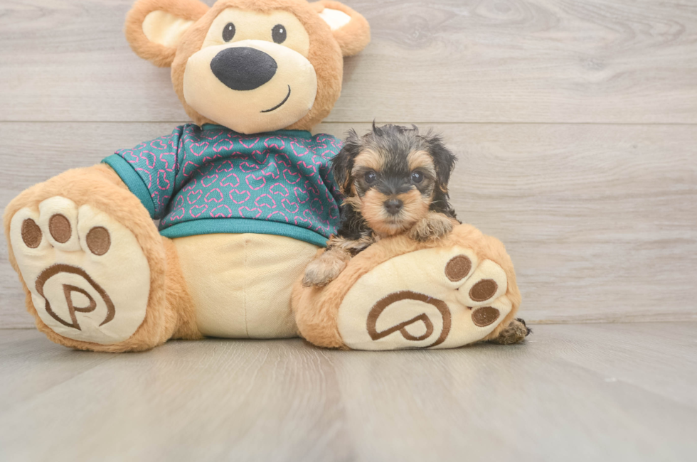 5 week old Yorkie Poo Puppy For Sale - Windy City Pups