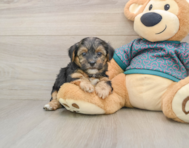 8 week old Yorkie Poo Puppy For Sale - Windy City Pups