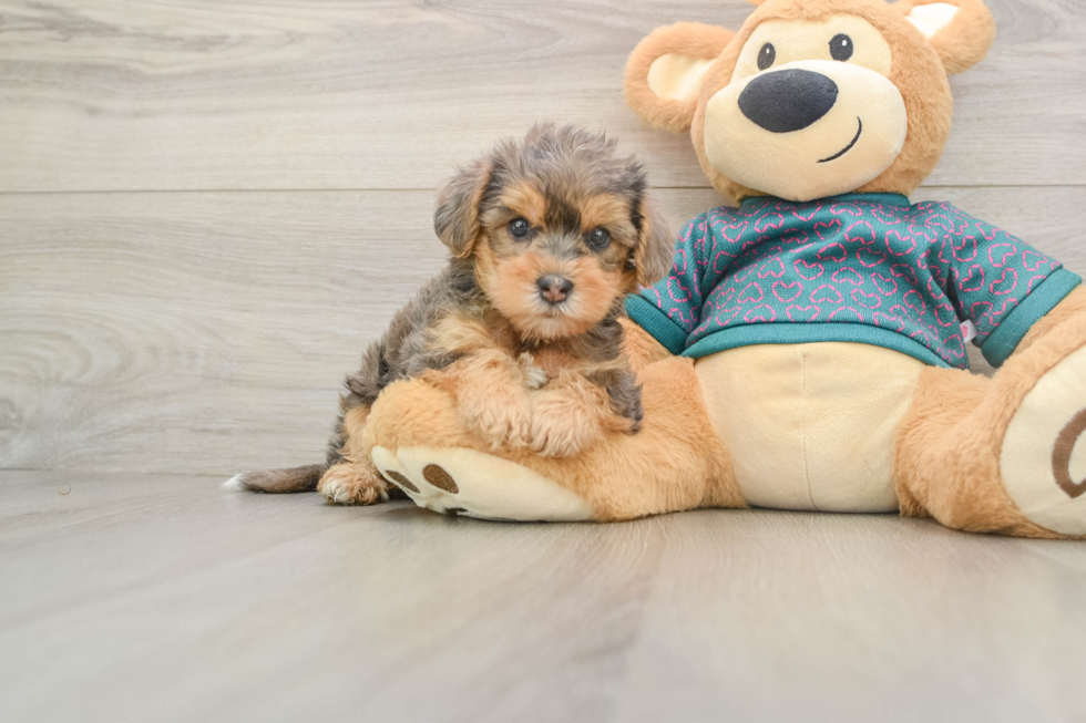 Fluffy Yorkie Poo Poodle Mix Pup