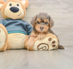 7 week old Yorkie Poo Puppy For Sale - Windy City Pups
