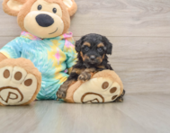 8 week old Yorkie Poo Puppy For Sale - Windy City Pups