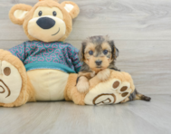 7 week old Yorkie Poo Puppy For Sale - Windy City Pups