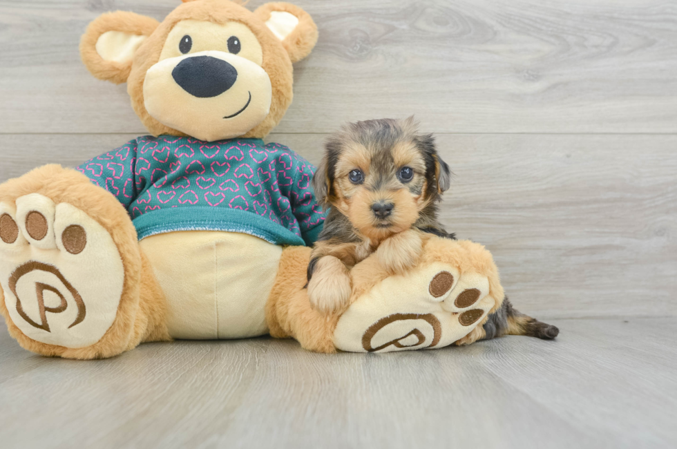 7 week old Yorkie Poo Puppy For Sale - Windy City Pups