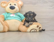7 week old Yorkie Poo Puppy For Sale - Windy City Pups