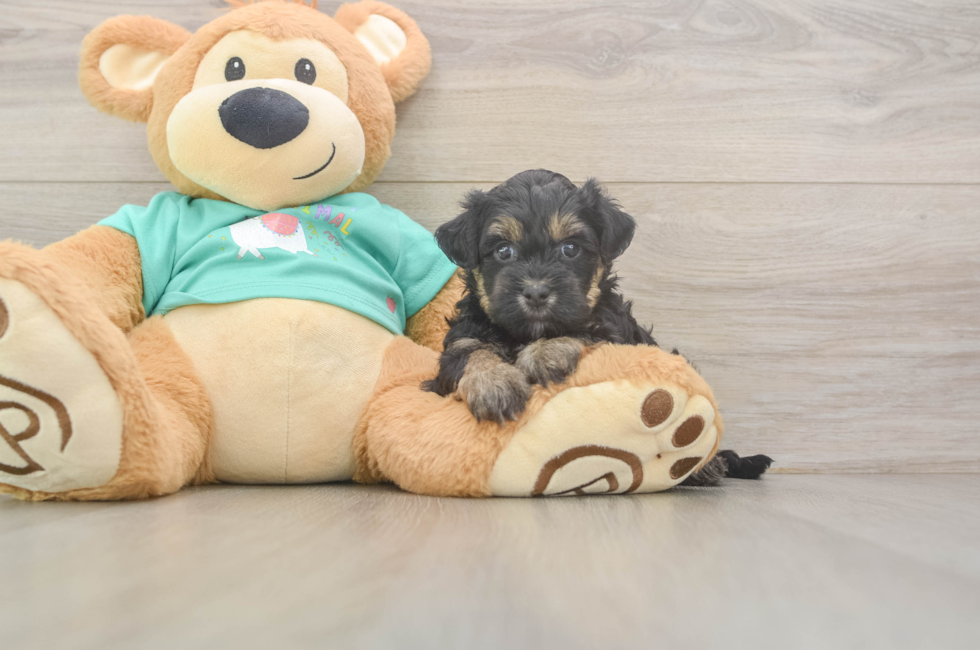 5 week old Yorkie Poo Puppy For Sale - Windy City Pups