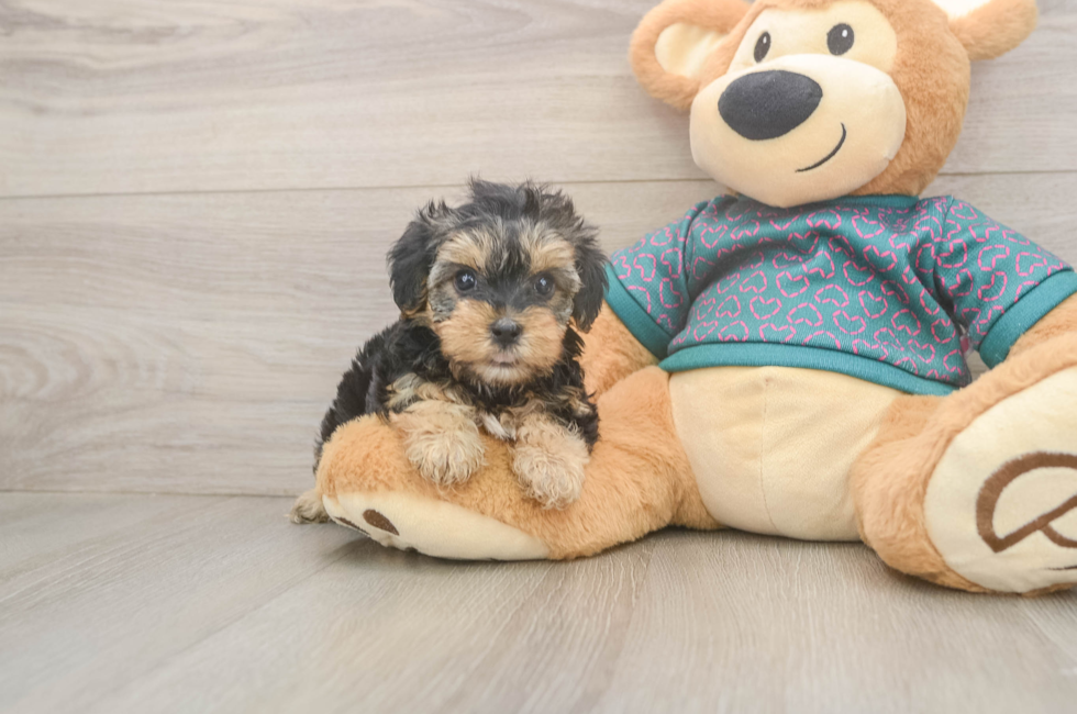 5 week old Yorkie Poo Puppy For Sale - Windy City Pups