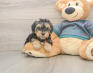 8 week old Yorkie Poo Puppy For Sale - Windy City Pups 8 week old Yorkie Poo Puppy For Sale - Windy City Pups