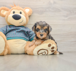 7 week old Yorkie Poo Puppy For Sale - Windy City Pups