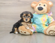 8 week old Yorkie Poo Puppy For Sale - Windy City Pups