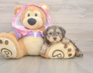 7 week old Yorkie Poo Puppy For Sale - Windy City Pups