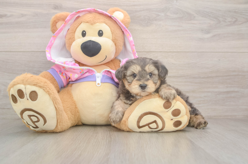 5 week old Yorkie Poo Puppy For Sale - Windy City Pups