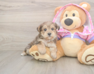 8 week old Yorkie Poo Puppy For Sale - Windy City Pups