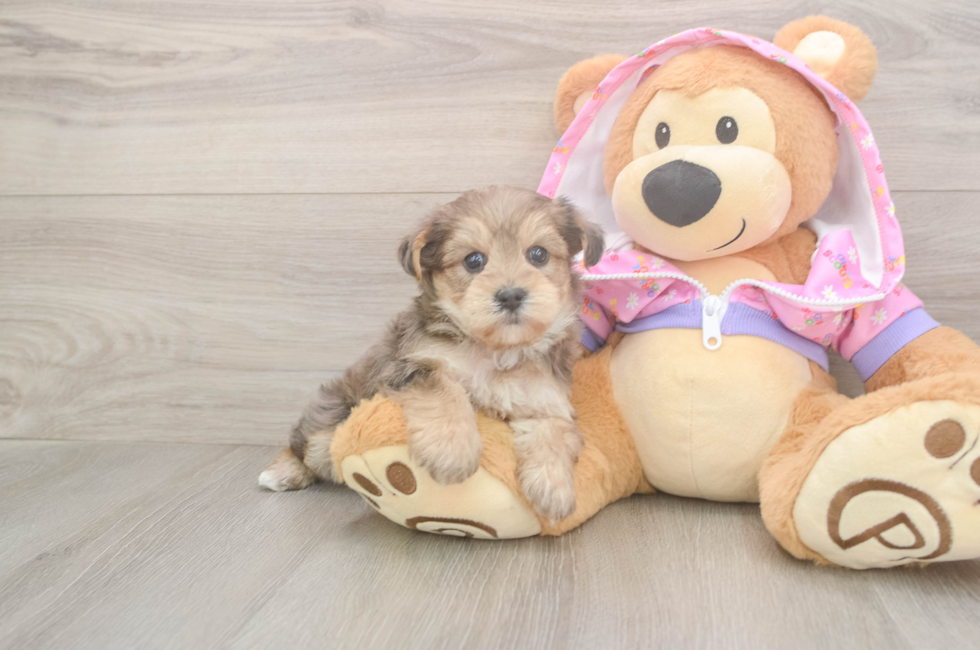 5 week old Yorkie Poo Puppy For Sale - Windy City Pups