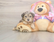 7 week old Yorkie Poo Puppy For Sale - Windy City Pups