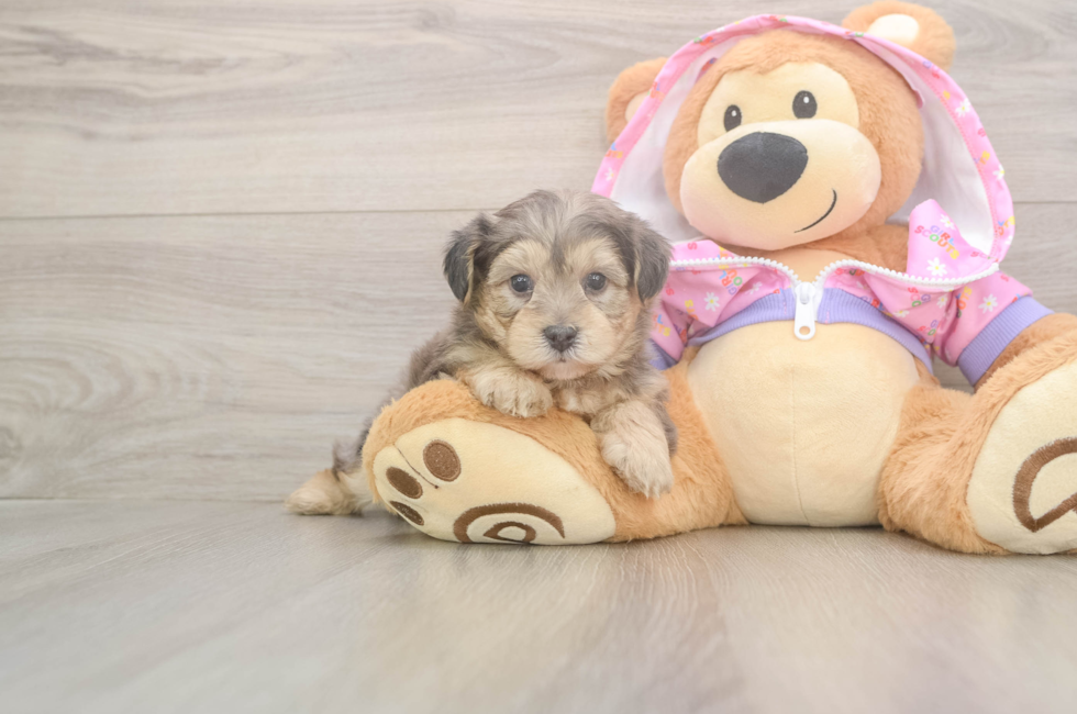 5 week old Yorkie Poo Puppy For Sale - Windy City Pups