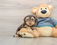6 week old Yorkie Poo Puppy For Sale - Windy City Pups