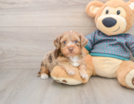 8 week old Yorkie Poo Puppy For Sale - Windy City Pups