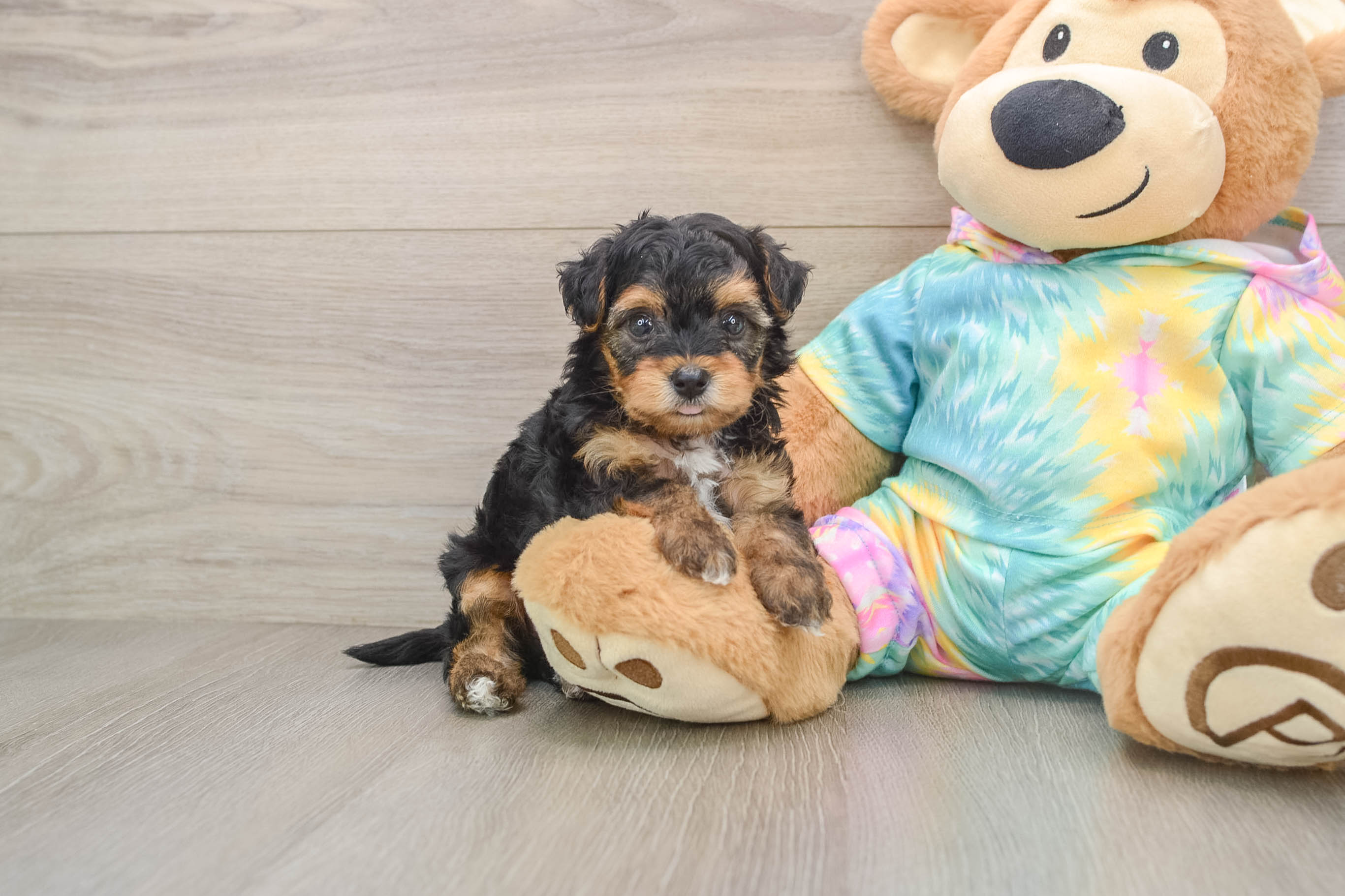 Popular Yorkie Poo Poodle Mix Pup