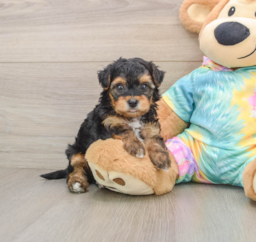 6 week old Yorkie Poo Puppy For Sale - Windy City Pups
